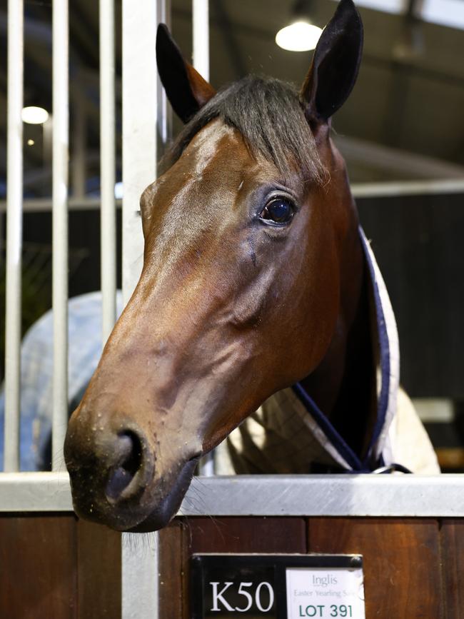 Winx’s filly at the William Inglis &amp; Son Riverside Stables in Warwick Farm last week. Picture: Jonathan Ng