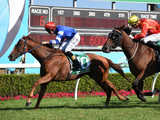 Winner of Race 6 Grandioso riden by Luke Rolls at the Gold Coast Turf Club. (Photo/Steve Holland)