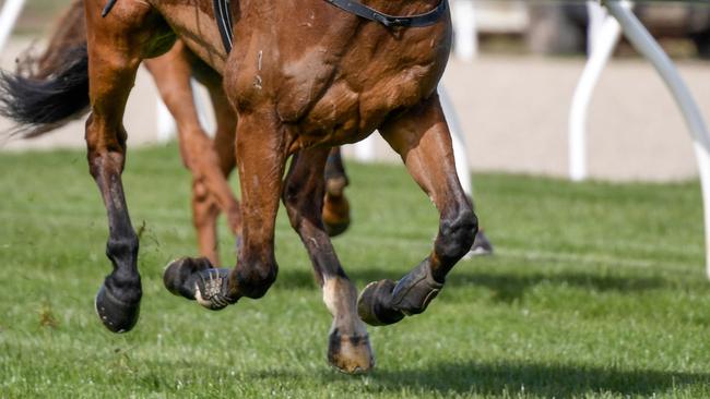 Two race horses have died and others have been found to be neglected (Reg Ryan/Racing Photos via Getty Images)