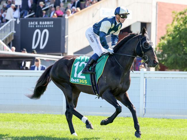 Interpretation (IRE) ridden by Ben Melham heads to the barrier before the bet365 Geelong Cup at Geelong Racecourse on October 19, 2022 in Geelong, Australia. (Photo by George Sal/Racing Photos via Getty Images)