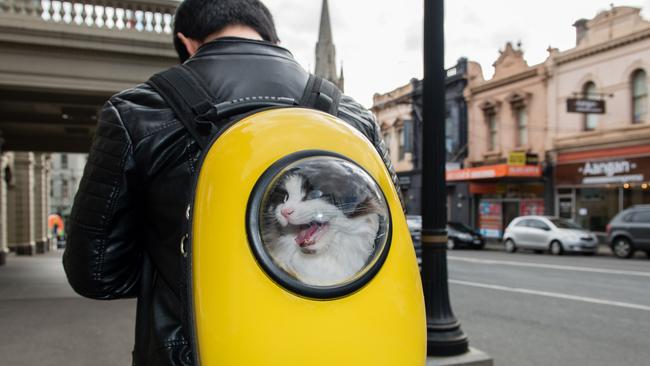 Cream, the two-year-old Ragdoll cat, goes for a trip in a catpack with owner Qi Zhang. Picture: Craig Borrow