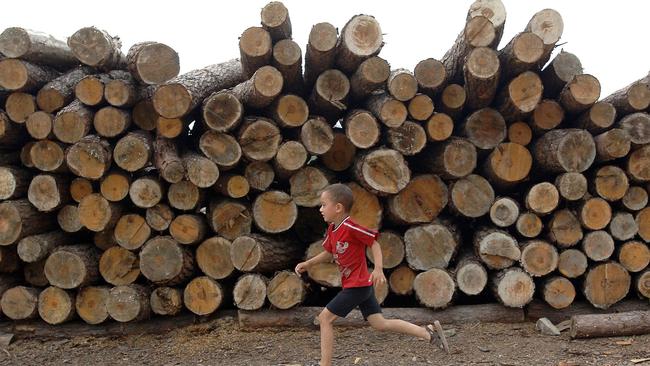 A boy runs past a pile of sawn timber at a plywood factory in Hefei in central China's Anhui province. All imported timber sold in Australia would carry a label indicating where it was grown under a proposal. Picture: AFP