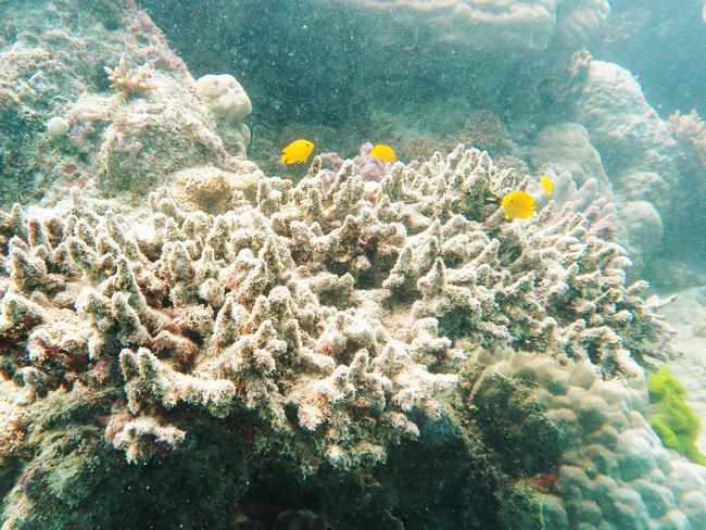 Fish swim near a staghorn coral that has died from the effects of warm ocean temperatures and coral bleaching on Hastings Reef off Cairns, part of the Great Barrier Reef Marine Park. Picture: Brendan Radke