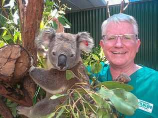 Senior vet at Currumbin Wildlife Sanctuary, Dr Michael Pyne, takes care of Turbo the koala. Picture: Currumbin Wildlife Sanctuary