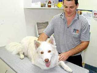 Veterinarian Dr Ray Austin minutes before he removed a paralysis tick attached to Bootsy’s throat. Picture: Rodney Stevens.