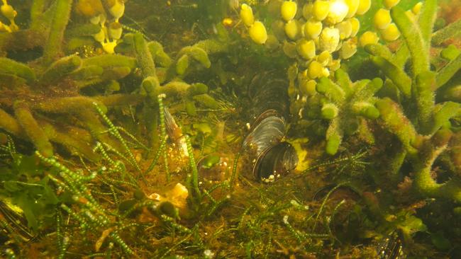 Members of the public can now do a virtual dive into the Bathurst Channel, an estuarine system that is globally unique both physically and biologically, through a new virtual tour. Picture: NRE Tas