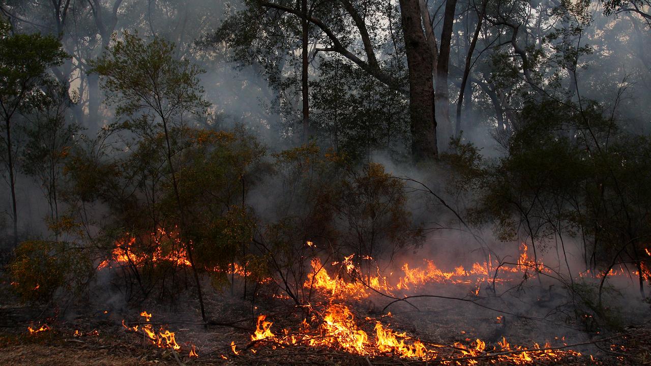 More bushfires, aided by higher temperatures, is destroying habitats. Picture: Lisa Maree Williams/Getty Images