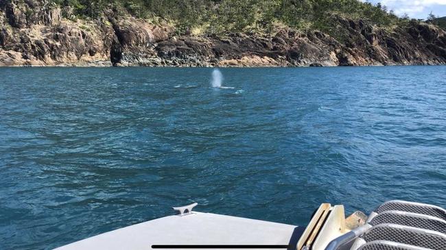 A humpback whale spotted off Tongue Bay, Whitsunday Island. Picture: Supplied