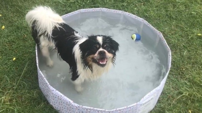 People and animals in the region will be trying their best to cool down after news the heat is only set to get worse, according to the Bureau of Meteorology.