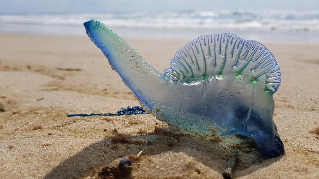 Bluebottles 'make waves' for beach goers - here's how to tell if you're  allergic