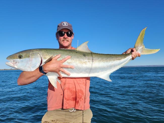 Game Fishing Club of SA president Will McLeay with a tagged yellowtail kingfish. Picture: Supplied.