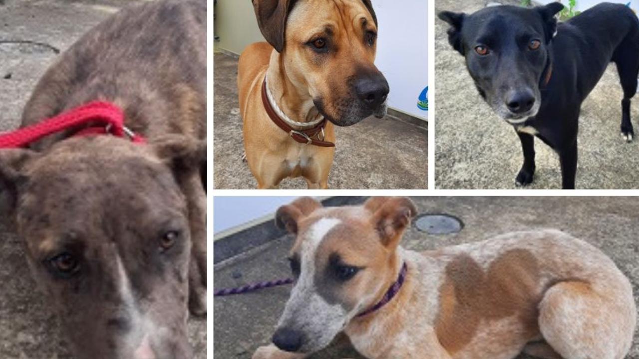 Central Queensland dogs that currently need homes.