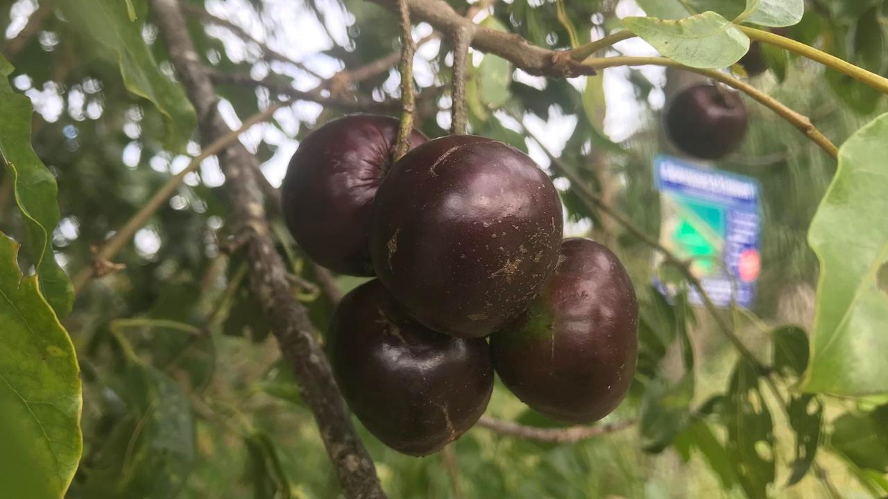 An expressions of interest sign sits in the background of some of the area’s native fruit trees.