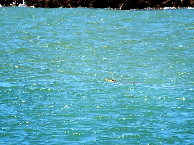 Wildlife Management patrolling the Strand after reports of a crocodile sighting. Picture: Alix Sweeney