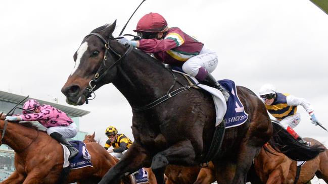 Gentleman Roy heads to the Group 2 PB Lawrence Stakes in winning form. Picture: Brett Holburt/Racing Photos via Getty Images