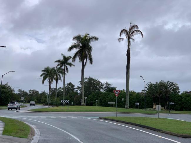 Poisoned trees at Helensvale Road and Serenity Blvd.