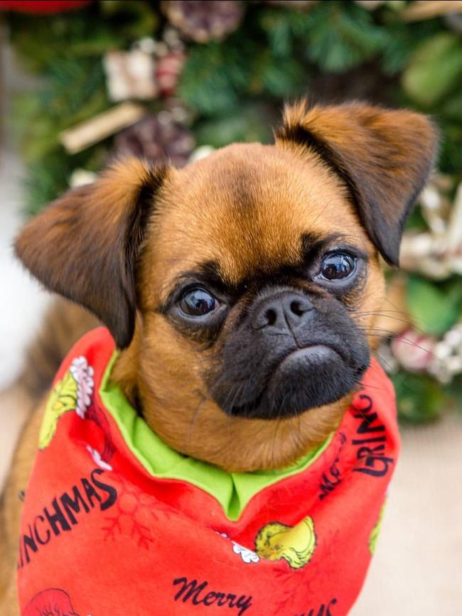 Archie the griffon in Pascoe Vale. Picture: Megan Mccullagh