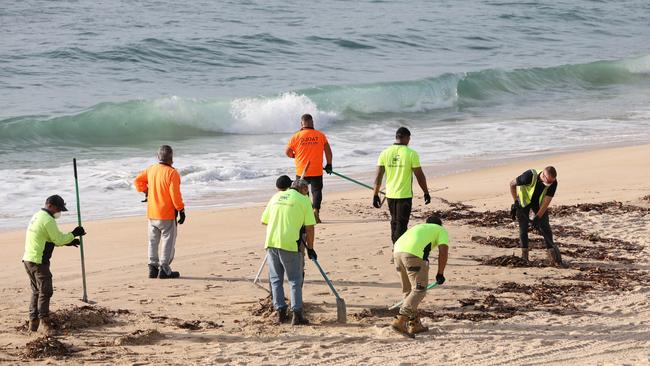 Thousands of the blobs have bobbed onto the beaches. Picture: NewsWire / Damian Shaw