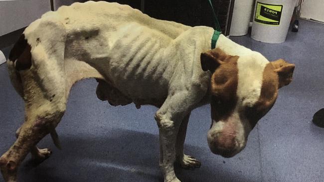 The Talevski family dog was found by the RSPCA with tumours and seriously underweight. Picture: supplied.