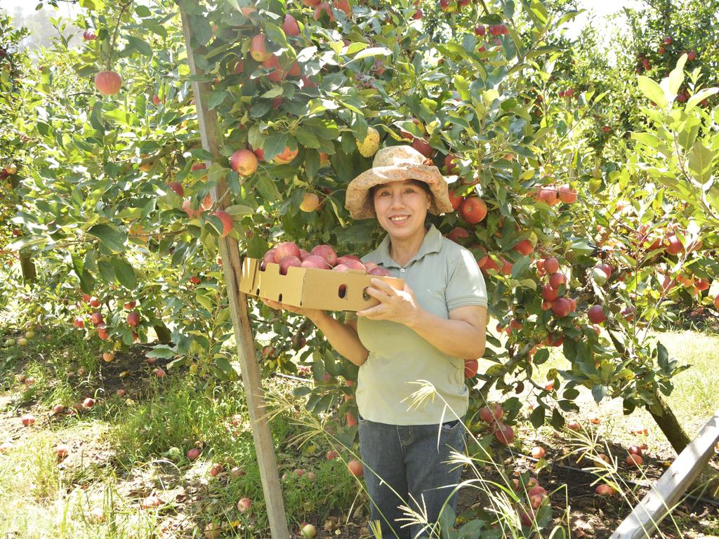 GALLERY Apple and Grape Harvest Festival weekend two The Courier Mail