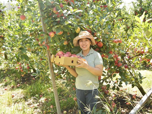 Apples galore for Xuan at Stanthorpe produce farm Eastern Colour during the final weekend of the Apple and Grape Harvest Festival on Saturday, March 2, 2024. Photo: Jessica Klein