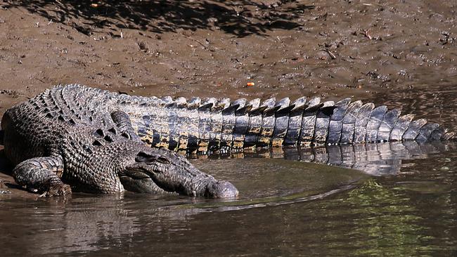 A large 4 metre crocodile in the Mowbray River under the Captain Cook Highway bridge. PICTURE: STEWART McLEAN