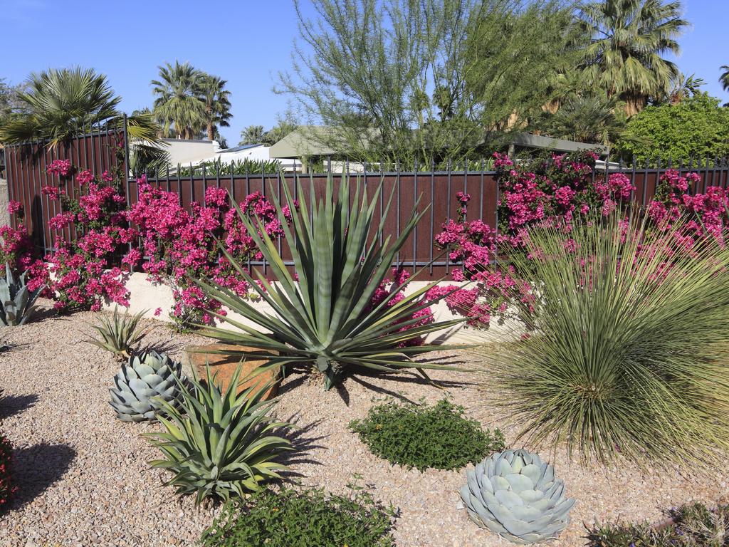 A stunning succulent and cactus water conservation garden.