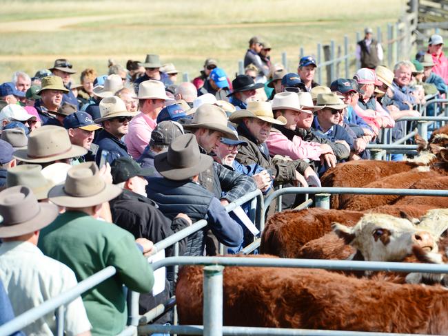 NEWS: High country weaner sales 2021Hinnomunjie sale Tuesday.PICTURED:  Hinnomunjie sale. PICTURE: ZOE PHILLIPS