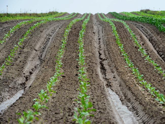 HORTICULTURE: Foothills OrganicsJoe and Rose Scro grow half a dozen varities of potatoes, spinach, silverbeet, bok choi, kale, cabbage, beetroot, turnips and daikon. He employs about 20 people and can't get any more workers despite wanting them. He says he can't keep up with the demand for his organic produce. https://www.otwayharvesttrail.org.au/listing/foothills-organicsPictured: Generic organic vegetable farm. PICTURE: ZOE PHILLIPS