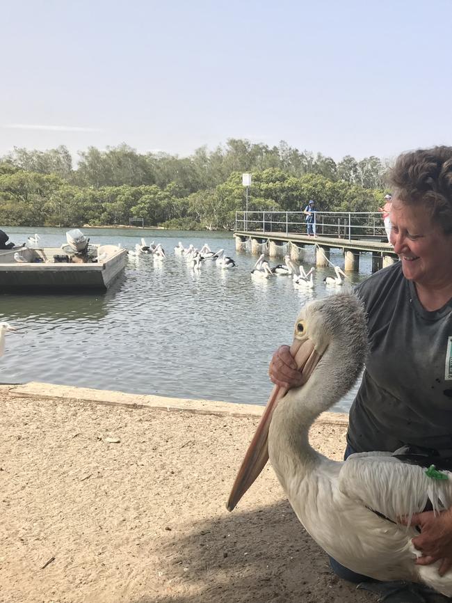 Researcher Wendy Gillespie with a rescued pelican '027'.