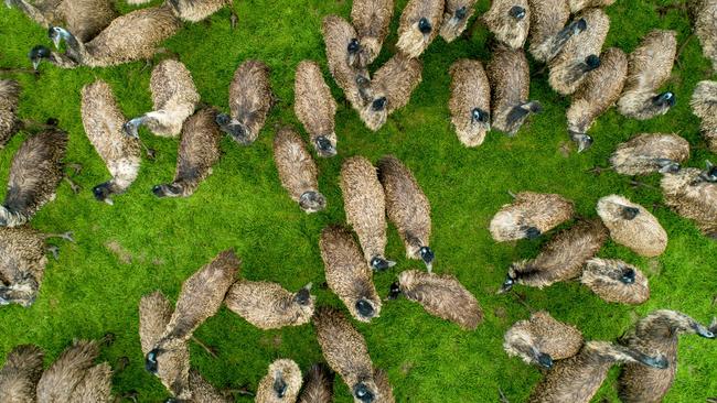 Delayed deaths: The cull of emus at a Kerang property has been delayed by coronavirus. Picture: File