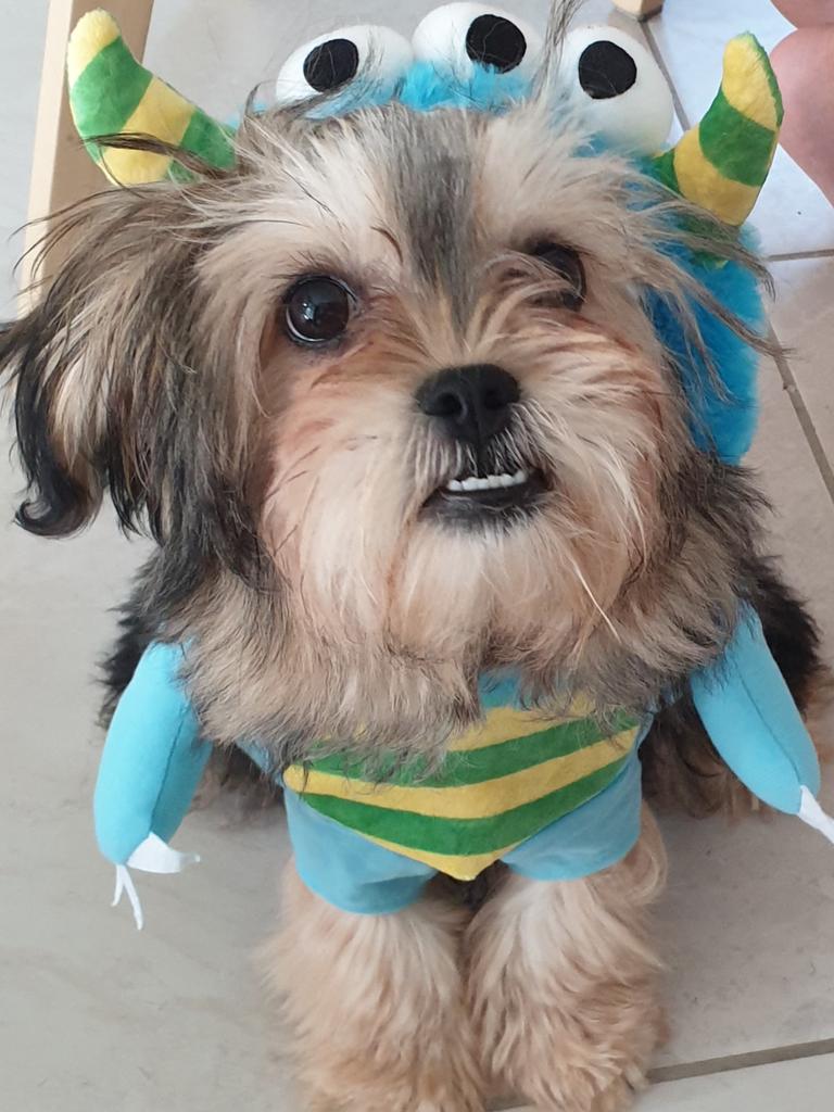 Max all ready for Halloween. Picture: Tennille Jensen