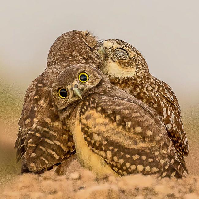 A burrowing owlet would prefer if you minded your own business. Picture: Melissa Usrey/Barcroft Images