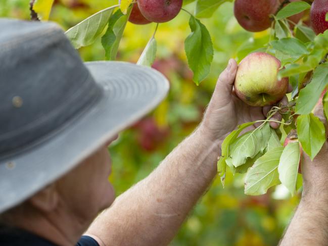 NEWS: FRUIT PICKINGSidney Aspland has been training young people in fruit picking, for the Pick Shepp program which is aiming to attract more people to the sector. He reckons Vic Govt's sign-on bonus has been working well.PICTURED: Generic apple orchard. Generic picking.PHOTOGRAPHER: ZOE PHILLIPS