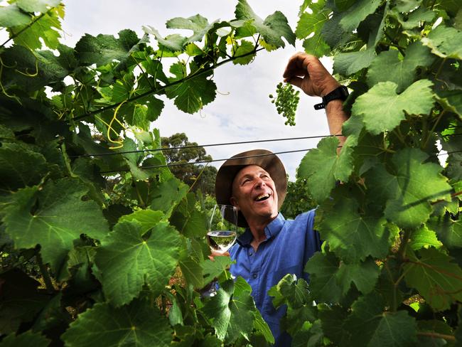 Hahndorf Hill Winery co-owner Larry Jacobs in vineyard with new variety of grape 'Gruner Veltliner', which he has imported from Austria.