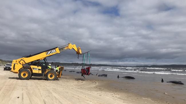 Rescue crews use telehandler to load whales during recovery. Photo: NRE Tas