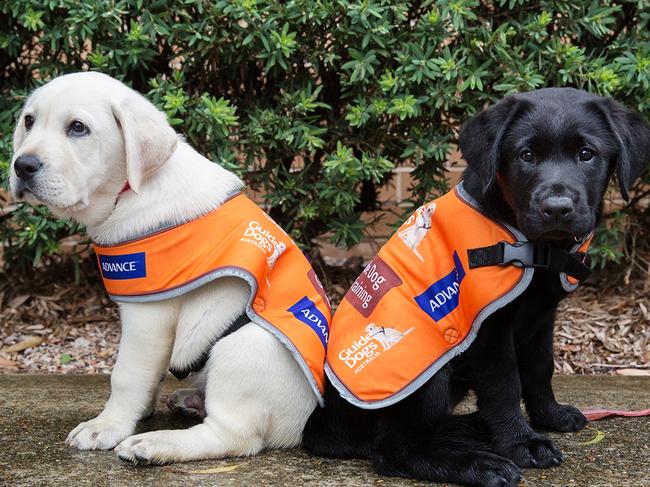 Guide Dogs Australia promotes the link between daily exercise and a happy pup this PAWGUST.