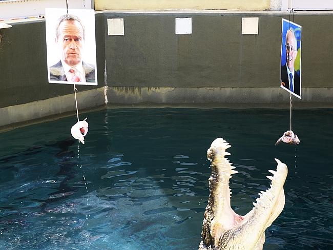 After a few indecisive minutes Burt the Psychic croc has chosen Malcolm Turnbull to be our next Prime Minister for Australia. Picture: News Corp Australia