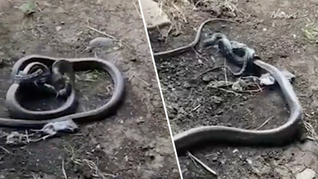 It's a snake-eat-snake world: Python devours cobra in insane video - India  Today