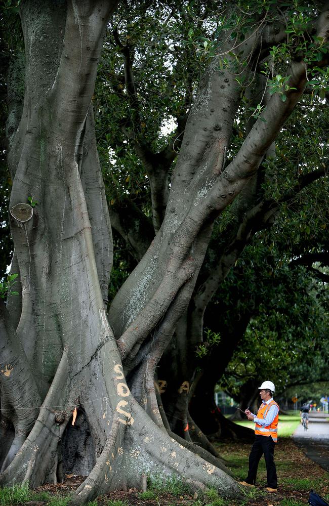 Some trees were graffitied “Anzac” in reference to a claim that the figs were planted in memory of Anzac soldiers / Picture: Kristi Miller