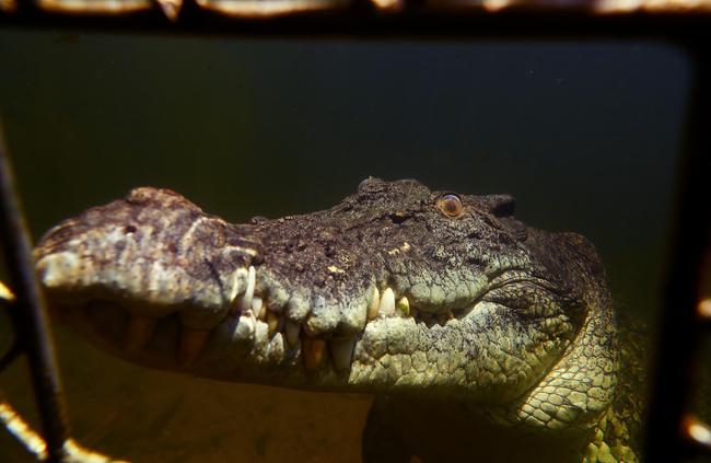 Smaug’s personality is all lollipops and rainbows. Picture: Justin Kennedy