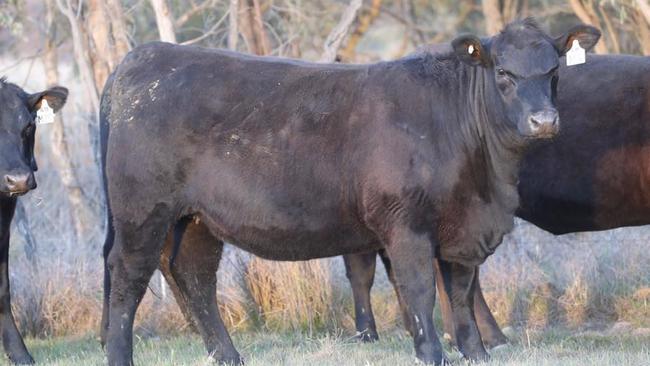 New record: Millah Murrah Prue M4 sold for $190,000.