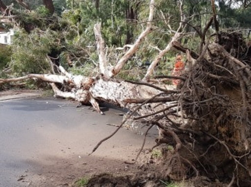 A tree fell across Forest Rd in Miranda in wild and windy conditions today. Picture: NSW SES