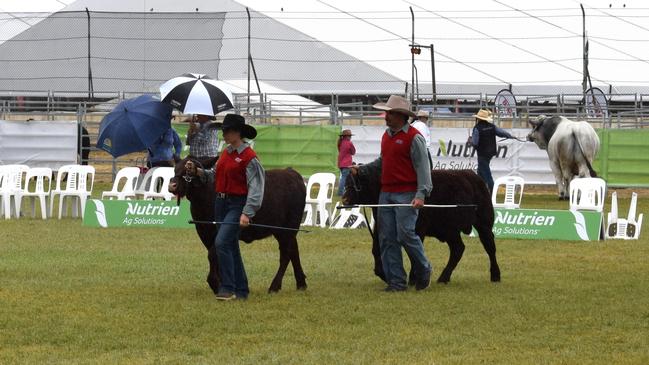 The Nutrien Ag Solutions Stud Cattle Parade of Champions at Beef Australia 2024. Picture: Aden Stokes