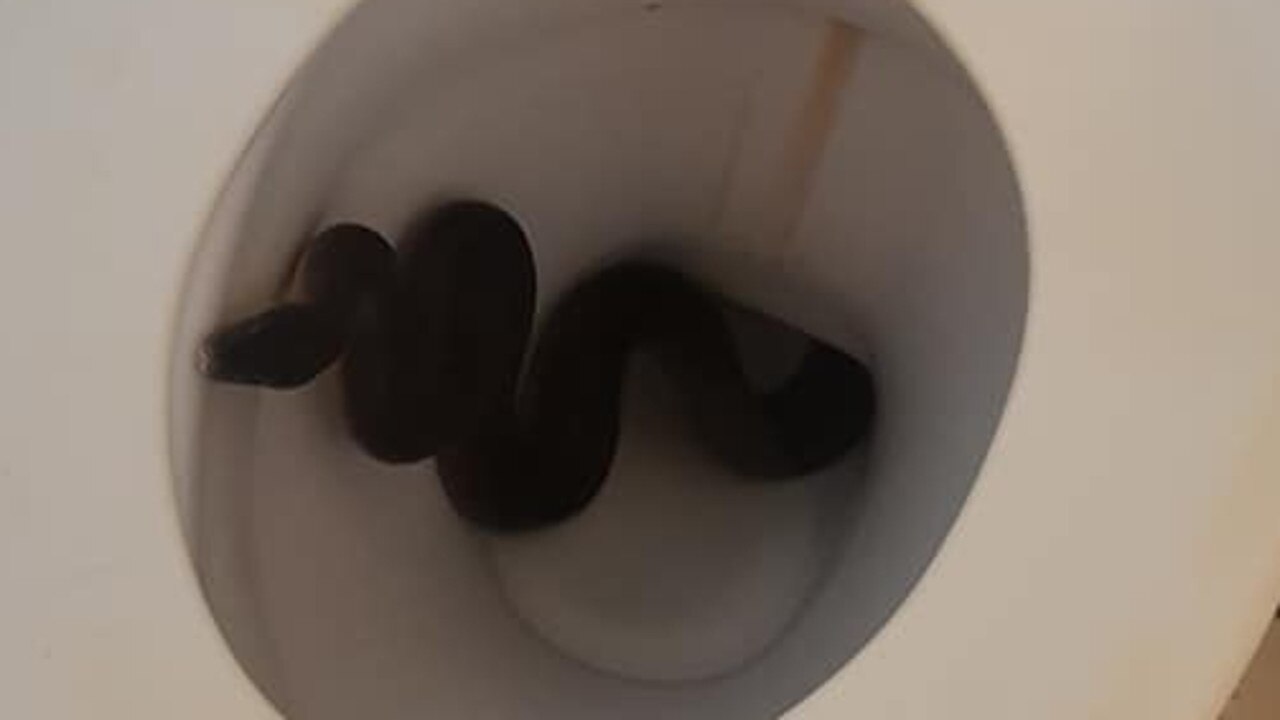 Cairns news: Woman finds snake and two rats inside toilet bowl early morning