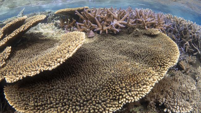 DNA collection in coral in the waters off Western Australia. Picture: Supplied