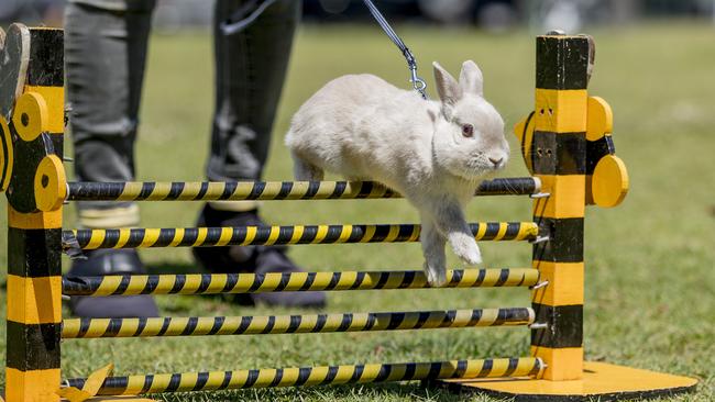 Fran Boston's rabbit Ravo ahead of a rabbit conference in Tweed on Saturday. Picture: Jerad Williams