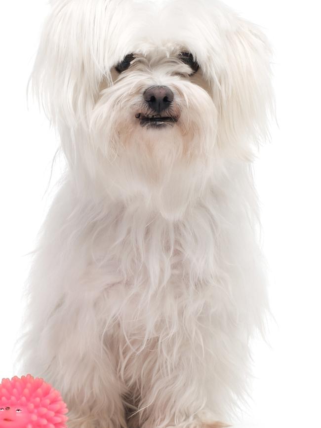 Maltese terriers are also a popular breed in Melbourne.