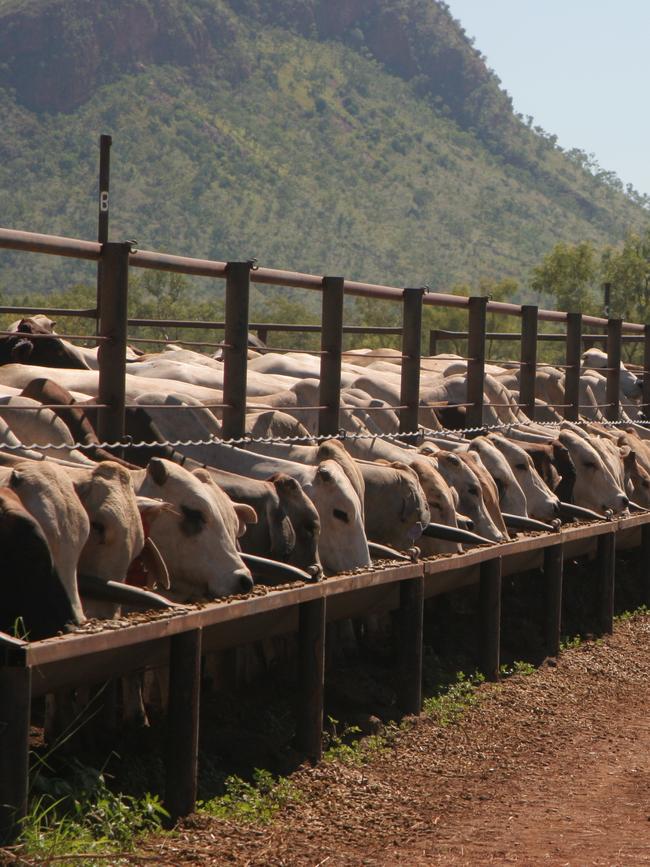 Cattle being fed at the Tri Nations holding yards. Picture: Charlie Peel