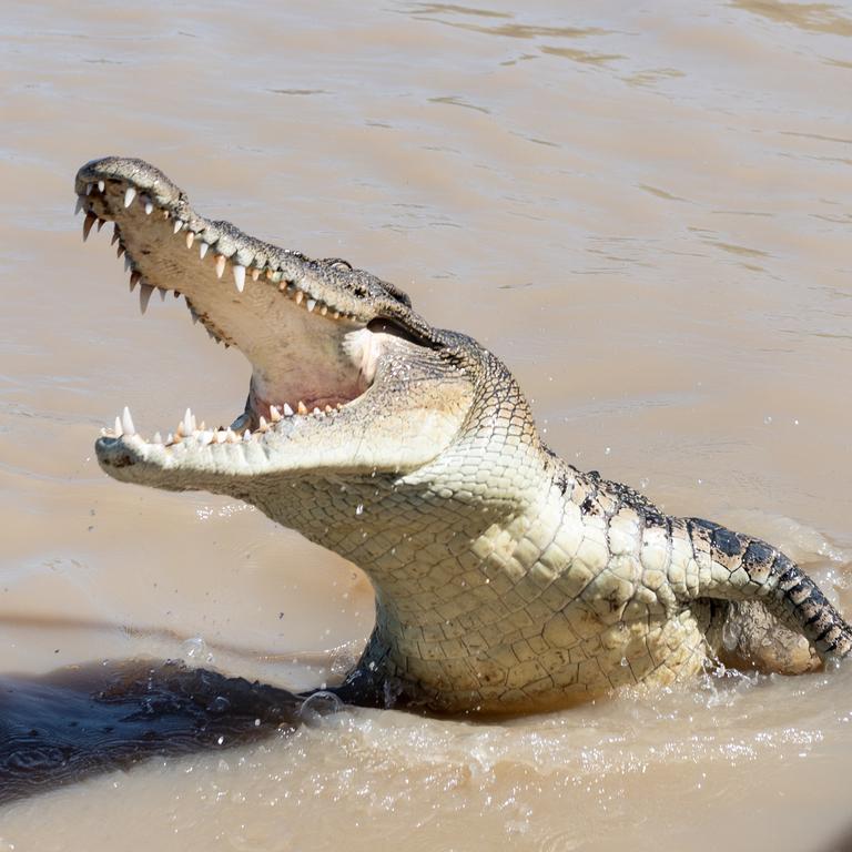 Deinosuchus: The Terrifying Extinct Dinosaur Eating Crocodile